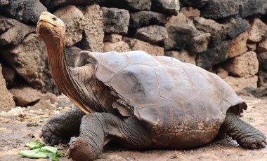 Dev kaplumbağa Diego, Galapagos Adaları'na geri dönüyor