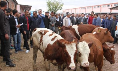 'Damızlık skandalı' soruşturması iki yıldır tamamlanamadı