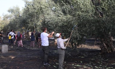 Zeytinyağına şarap muamelesi yapar mısınız? Sağlık için, güzellik için, zeytinyağı!