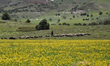 Tunceli yaylaları önlem alınmazsa yok olacak!