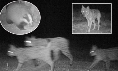 Fotokapanlara takılan yaban hayatının gün yüzüne çıkan o anları