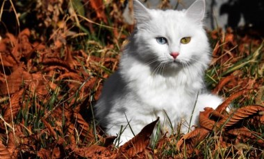 Van kedileri, sağlıklı bir nesil için düzenli olarak bu teste tabi tutuluyor