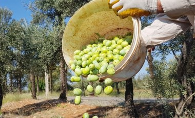 Ulusal Zeytin ve Zeytinyağı Konseyi'nin bu yılki raporu açıklandı: İklim değişikliği zeytini vurdu