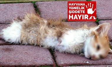 Yavru kedi, bacakları ve kuyruğu kesik olarak ölü bulundu