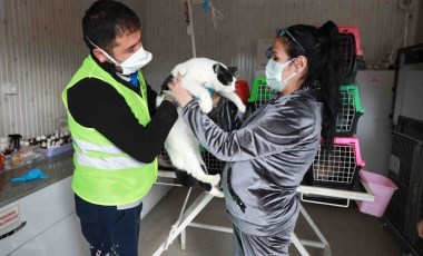 İzmir depreminden kurtarılan 8 kedi, Haluk Levent'in kurduğu Ahbap Platformu'na emanet