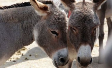 Kenya et ve derileri için eşek kesmeyi yasaklıyor