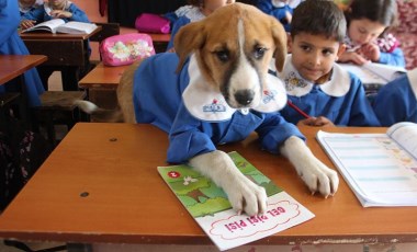 Fındık’ın cansız bedeni, Tokat’a gönderilecek