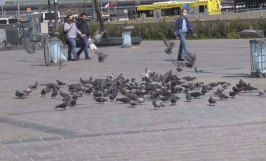 Eminönü'nde onlarca güvercini ezen sürücü gözaltına alındı