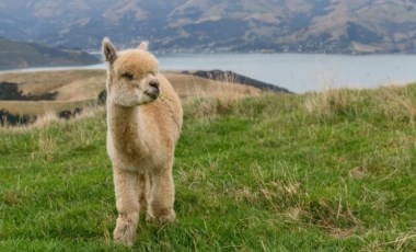 Zoom görüşmenize keçi, lama ya da alpakanın katılmasını ister miydiniz?