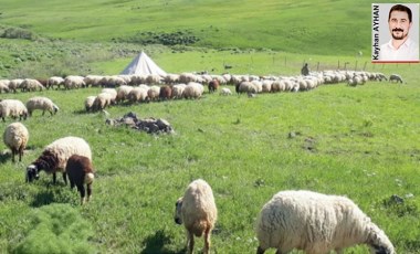 Köylülerin 'göçer' isyanı: Arıcılık tehdit altında