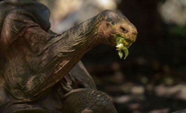 Yüksek libidosuyla neslini kurtaran 100 yaşındaki Galapagos kaplumbağası Diego, emekliye ayrıldı