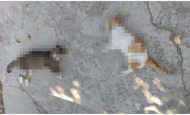 Edirne'de vahşet: 12 kedi ve 3 köpek öldürüldü