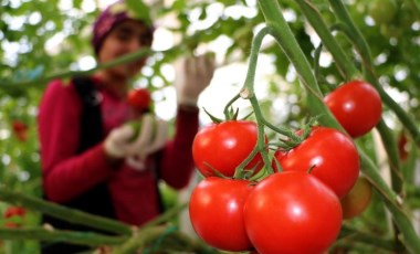 Rusya Türkiye'ye uyguladığı domates kotasını kaldırmayı gündemine aldı