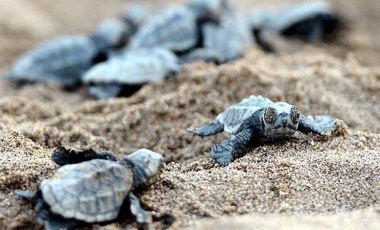 Belek'te caretta caretta yuva sayısı 3 bin 200'e ulaştı