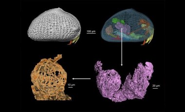 100 milyon yıl öncesine ait sperm bulundu