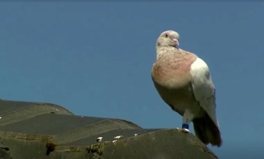 Öldürülmesi planlanan güvercine iyi haber: Bileziği sahte çıktı