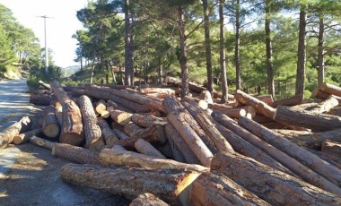 Mahkeme sonucu beklenmedi, 40 yıllık kızılçam ağaçları kesildi