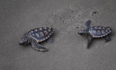 Koronavirüs sessizliği caretta carettalara yaradı