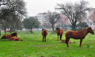 Manisa'da aç kalan yılkı atları, şehir merkezine indi