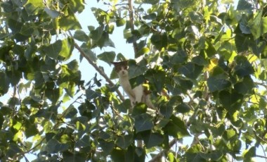 Adana'da 3 gün ağaçta mahsur kalan kedi, kurtarılacağı sırada aşağı indi