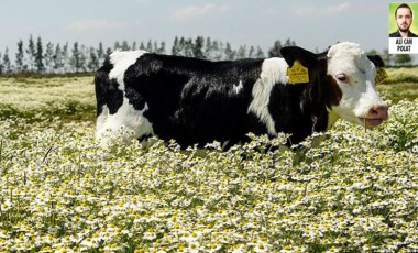 Efeler Çiftliği halka arz edilmesi planlanıyor