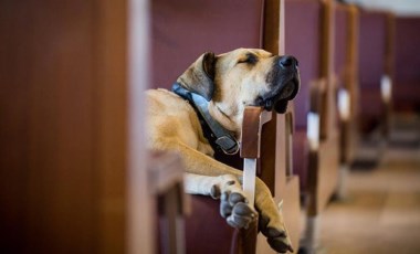 Boji ile şehir turu: ‘Bir köpek yolcumuz var, treni kullanmak istiyor’