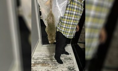 İstanbul'da 'kedi büyüklüğünde' fare kabusu: Gece yarısı evi terk ettiler