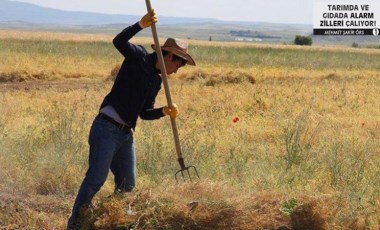 Cumhuriyet, 'tarım dosyası'nı açtı: Ekim alanları daralıyor