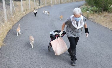 Her gün 200 kediyi elleriyle besliyor: 'Ömrümü adadım emekli maaşım buraya gidiyor diyebilirim'