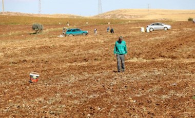 Onlarca kişi tarlaya akın edip hasat artıklarını topladı