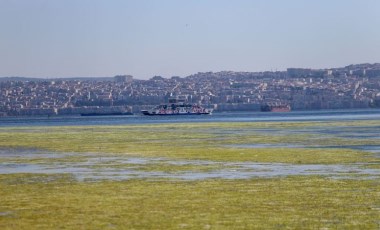 Bostanlı'da kıyıya yakın noktalarda deniz marulu görüldü