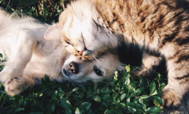 Ezeli tartışma: Köpekler mi yoksa kediler mi daha zeki?