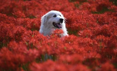 Köpekler 1 haftada 12 isim öğrenip 2 ay boyunca aklında tutabiliyor