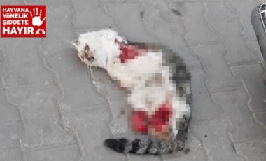 Turgutlu'da yine 4 bacağı da kesik kedi ölüsü bulundu