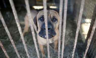 Güney Kore'de 'köpek etini yasaklama' tartışmaları