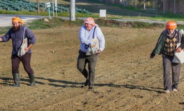 Çeşme'de yerli tohum hamlesi