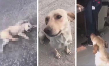 Yaralı köpeğe yardım eden yurttaş sosyal medyada gündem oldu: 