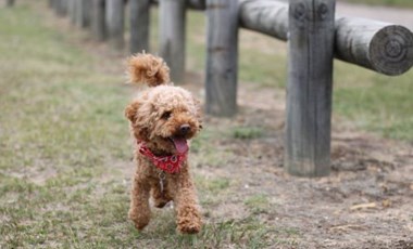 Köpek dolandırıcılığına 10 yıl hapis istemi