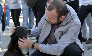 Hatay'da sokak hayvanlarının zehirlendiği iddiasına soruşturma