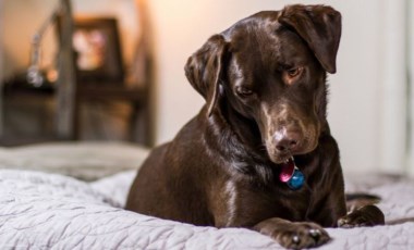 Köpekler neden kendi dışkısını yer? Bu önlenebilir mi?