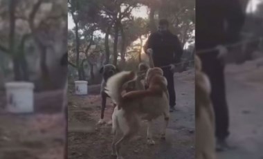 Dehşet veren görüntüler: Büyükada'daki köpek dövüşü için harekete geçildi