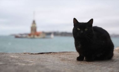 Sokak hayvanlarını unutmayın: 2 kedi donarak öldü