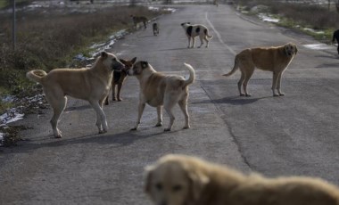 Dr. Gürbüz Ertürk: 'Köpekleri toplayıp barınaklara koymakla sorun çözülemeyecektir'