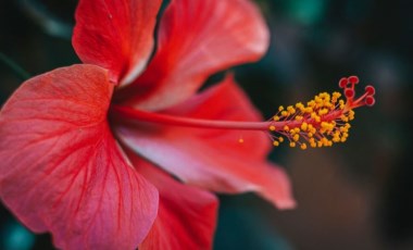 Hibiskus nedir? Hibiskusun faydaları nelerdir?