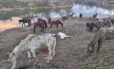 Son anda kurtarıldılar: Jandarma Sakarya Nehri kenarında bulunan 40 ata el koydu