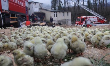 Tavuk çiftliği yandı, onbinlerce civciv öldü