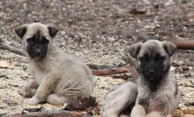 60'ı yavru yaklaşık 70 köpek... Dağlık alanda, aç susuz ölüme terk edildiler