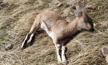 Tunceli'de koruma altındaki 7 yaban keçisi ölü bulundu