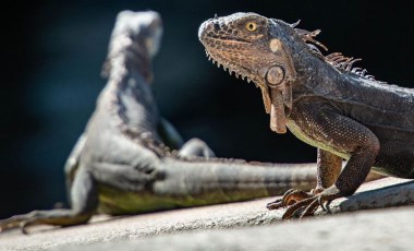 Arjantinli bilim insanları keşfetti: İlk dinozorlar ile aynı yaşta olan yeni bir sürüngen türü