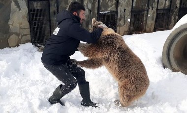 Karın keyfini çıkaran ayı, bakıcısıyla güreş tuttu